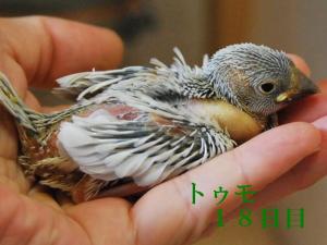 トゥモは~デカヒナになってます。。