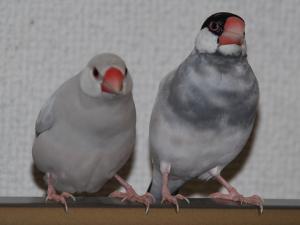 ひさしぶり~にカーテンレールにやってきたチルク&へ~
