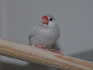 この止まり木も良い感じよ~な、へ~助!