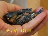 ティダ 呑み込みがうまくなって~良く食べる。。