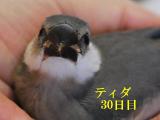 ティダ30日目、飛行もできるが捕獲されて~ニギニギ!