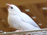 トゥモ~テラママに似てきた感~!