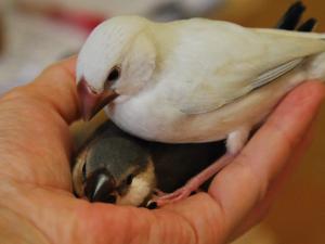 やっぱり、、場所鳥が始まったよ。。。