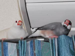 うらなり&ちぃちゃん、、いつもくっついてるので。。。