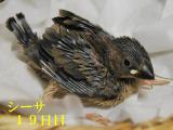 シーサ19日目、た、たすけてください。。。