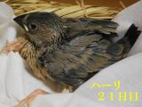 ハーリ21日目、目つきが!!!(怪しくなってきた??)