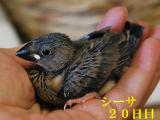 シーサ20日目、きりっ、、とな??