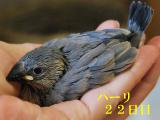 ハーリ22日目、、不満そうな顔つき?