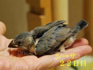 シーサ22日目頭を隠すのが得意なんです。。