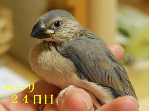 ハーリ24日目まゆ毛が!!怖くなったよ。。