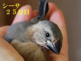 シーサ25日目そのうが重いので手でガード!!