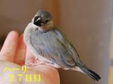 ハーリ27日目~初飛行しました(早いね~)