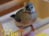 シーサ26日目低い止まり木で~!