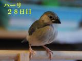 ハーリ28日目ラックの上の段まで飛んだ!!!