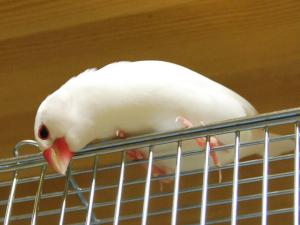 ここにボクと同じ色したヤツがいるです!ハルちゃんはどうした~~!!!