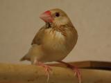 羽濡れちゃって、、ほんとはふさふさなのに。。