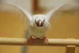 トゥモ撮影中に、、カメラめがけて飛んできた!!危ないねぇ~~!