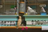 パパママ~少しの間だけど会えてうれしい~逃げられちゃった。。悲しい!