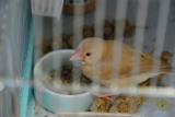 ひとりで食べないと、、かぁさま怖いから。。