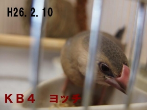 ヨッチ餌箱へどぼ~~んと食べてます(^^ゞ