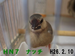 ナッチ一人餌の練習ですよ~!