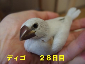 命名ディゴ~28日目たくさんたべるんですが。。