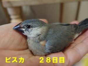 命名ビスカ~少食に感じるのはみんな大食漢だから?