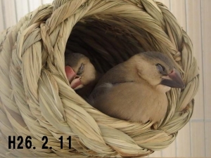 ナッチ・ヨッチ仲良く(?)つぼ巣で昼寝~~zzz