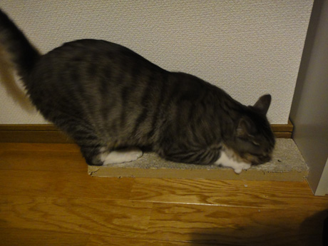 DSC03784.jpg