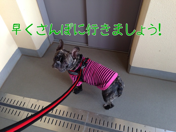 新しいリードはビヨルキス