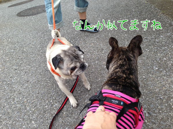 散歩:パグのさぶ3