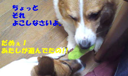 マヤリン1