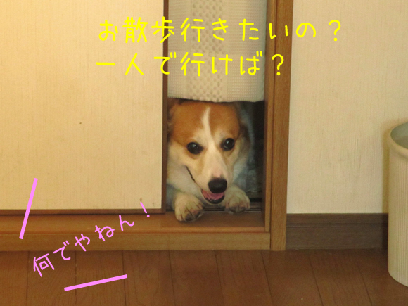 お散歩?一人で行けば?