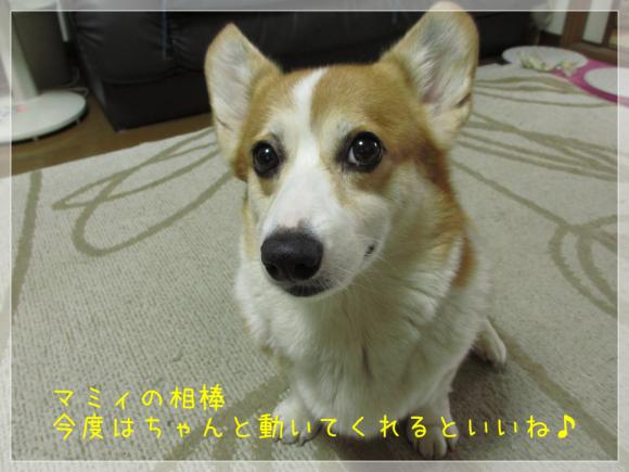 今度はちゃんと動いてくれるといいね♪