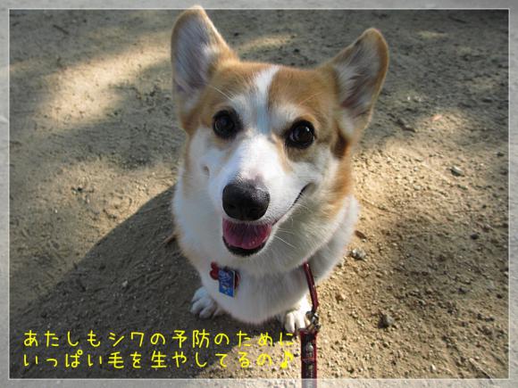 パールも日焼け対策♪