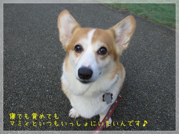 寝ても覚めてもいっしょ