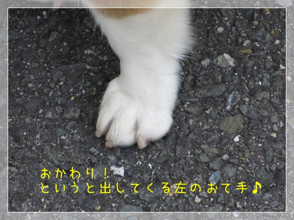 前足