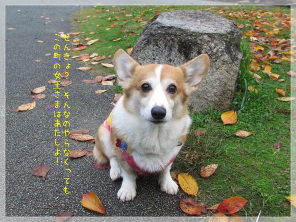せんきょ?この町の女王さまはあたしよ!