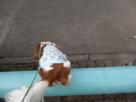 パチパチ