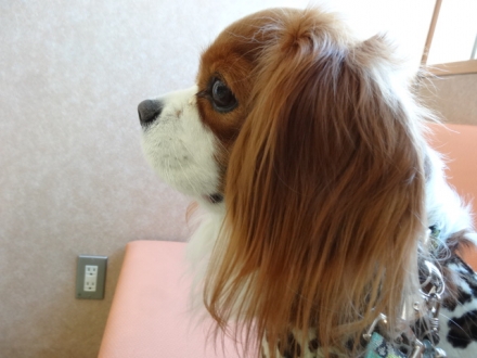 パパはまだかな