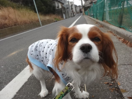 やっとだぞー
