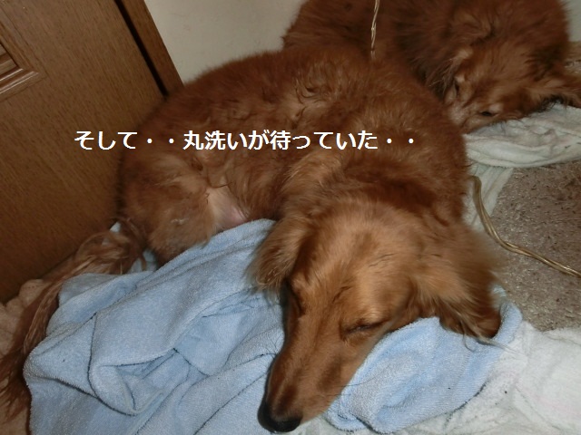 CIMG0502.jpg