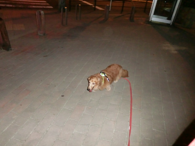 CIMG0944.jpg