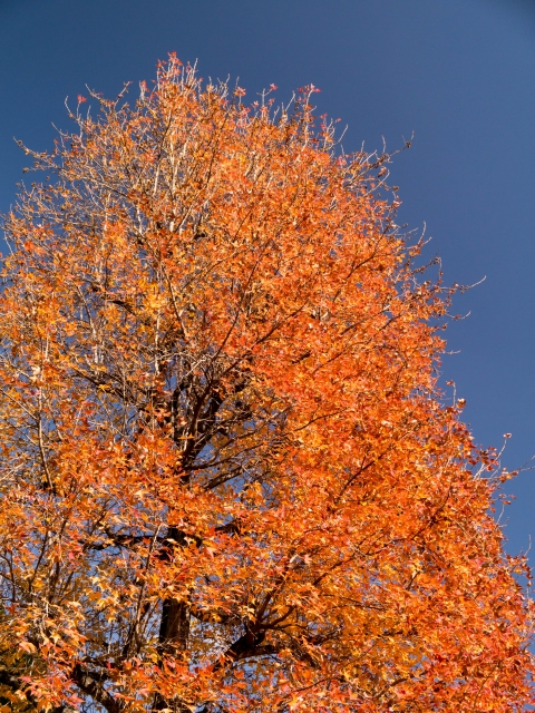 P1020379.jpg