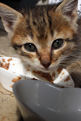 1しい食い寝起き