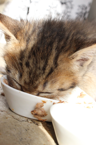 1しい食い皿顔
