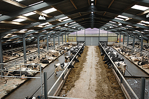 ... shed plans chicken shed plans cattle shed plans free cow shed plan cow
