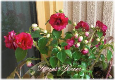 20120616g-.jpg