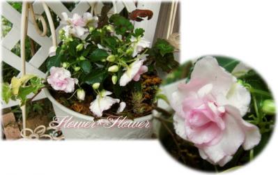 20120616g.jpg