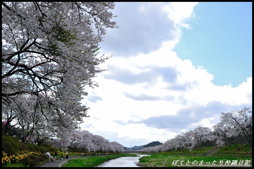 夏井千本桜